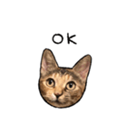 実写ねこスタンプ ウォル（個別スタンプ：7）