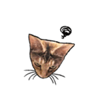 実写ねこスタンプ ウォル（個別スタンプ：8）
