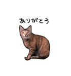 実写ねこスタンプ ウォル（個別スタンプ：10）