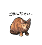 実写ねこスタンプ ウォル（個別スタンプ：11）