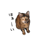 実写ねこスタンプ ウォル（個別スタンプ：13）