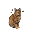 実写ねこスタンプ ウォル（個別スタンプ：14）