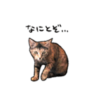 実写ねこスタンプ ウォル（個別スタンプ：15）