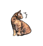 実写ねこスタンプ ウォル（個別スタンプ：16）