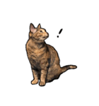 実写ねこスタンプ ウォル（個別スタンプ：17）