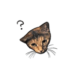 実写ねこスタンプ ウォル（個別スタンプ：18）