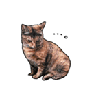実写ねこスタンプ ウォル（個別スタンプ：19）