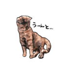 実写ねこスタンプ ウォル（個別スタンプ：20）