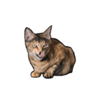 実写ねこスタンプ ウォル（個別スタンプ：21）