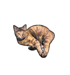 実写ねこスタンプ ウォル（個別スタンプ：23）