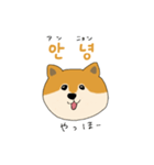 韓国語を話す柴犬（個別スタンプ：1）