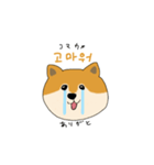 韓国語を話す柴犬（個別スタンプ：2）