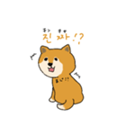 韓国語を話す柴犬（個別スタンプ：6）