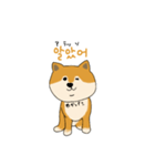 韓国語を話す柴犬（個別スタンプ：8）