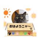 黒猫マリースタンプ（個別スタンプ：3）