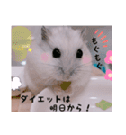 hamsterねぎ（個別スタンプ：1）