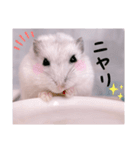 hamsterねぎ（個別スタンプ：5）