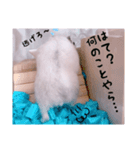 hamsterねぎ（個別スタンプ：7）