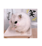 hamsterねぎ（個別スタンプ：11）