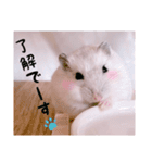 hamsterねぎ（個別スタンプ：13）