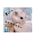 hamsterねぎ（個別スタンプ：15）