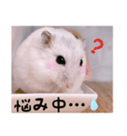 hamsterねぎ（個別スタンプ：16）