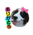 リズすたんぷ〜（個別スタンプ：1）