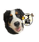 リズすたんぷ〜（個別スタンプ：15）