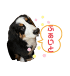 リズすたんぷ〜（個別スタンプ：26）