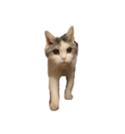 文蔵ねこ（個別スタンプ：3）