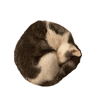 文蔵ねこ（個別スタンプ：4）