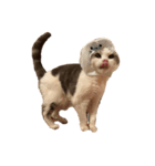 文蔵ねこ（個別スタンプ：5）