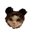 文蔵ねこ（個別スタンプ：7）