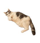文蔵ねこ（個別スタンプ：9）