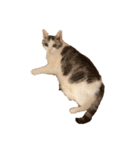 文蔵ねこ（個別スタンプ：10）
