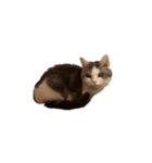 文蔵ねこ（個別スタンプ：12）
