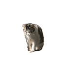 文蔵ねこ（個別スタンプ：13）