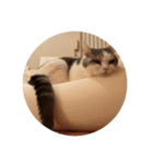 文蔵ねこ（個別スタンプ：16）