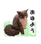 ごまたんのきもち（個別スタンプ：1）