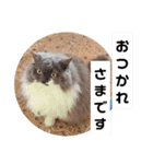 ごまたんのきもち（個別スタンプ：3）