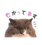 ごまたんのきもち（個別スタンプ：6）