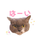ごまたんのきもち（個別スタンプ：7）