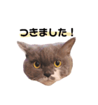 ごまたんのきもち（個別スタンプ：8）