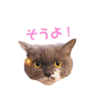 ごまたんのきもち（個別スタンプ：10）