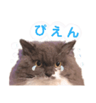ごまたんのきもち（個別スタンプ：14）