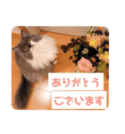 ごまたんのきもち（個別スタンプ：15）