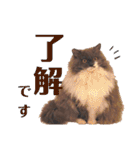 ごまたんのきもち（個別スタンプ：16）