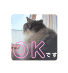 ごまたんのきもち（個別スタンプ：17）