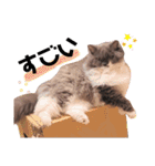 ごまたんのきもち（個別スタンプ：25）