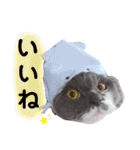 ごまたんのきもち（個別スタンプ：27）